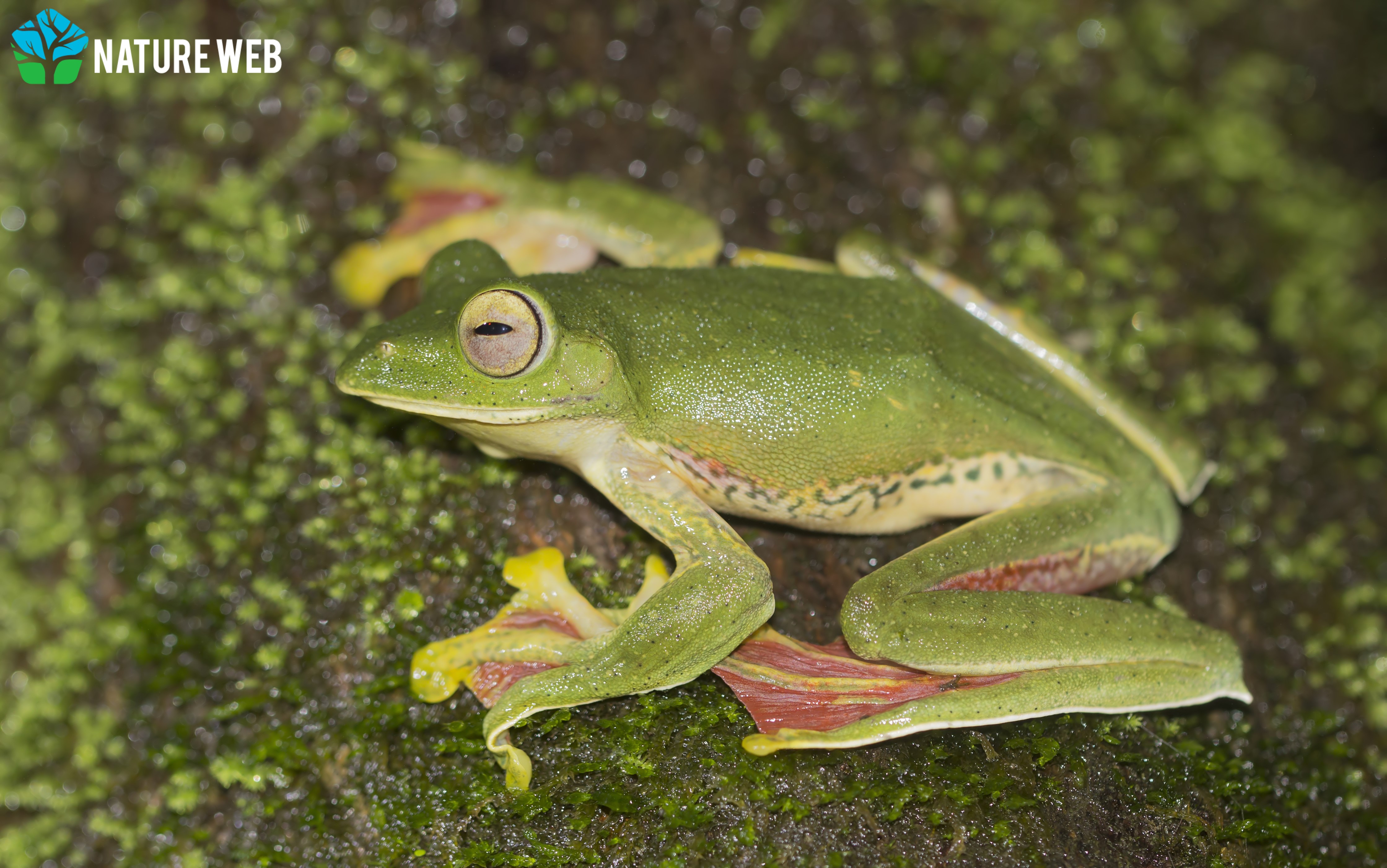 Malabar gliding frog